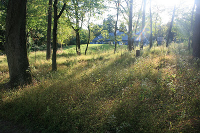 A tree-scattered tall grass meadow with sunlight shining.