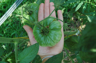 Green tomato on the vine sitting in someone's palm.