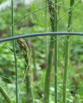 Asparagus plants, zoomed in.