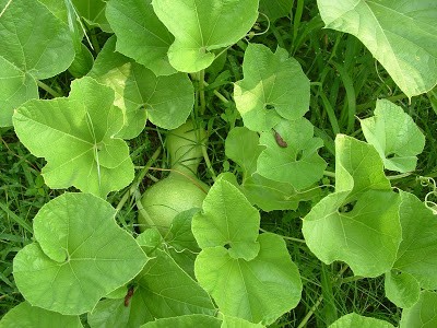 Green leaves and vines from a plant.