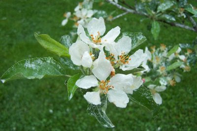 European Crab Apple flower.