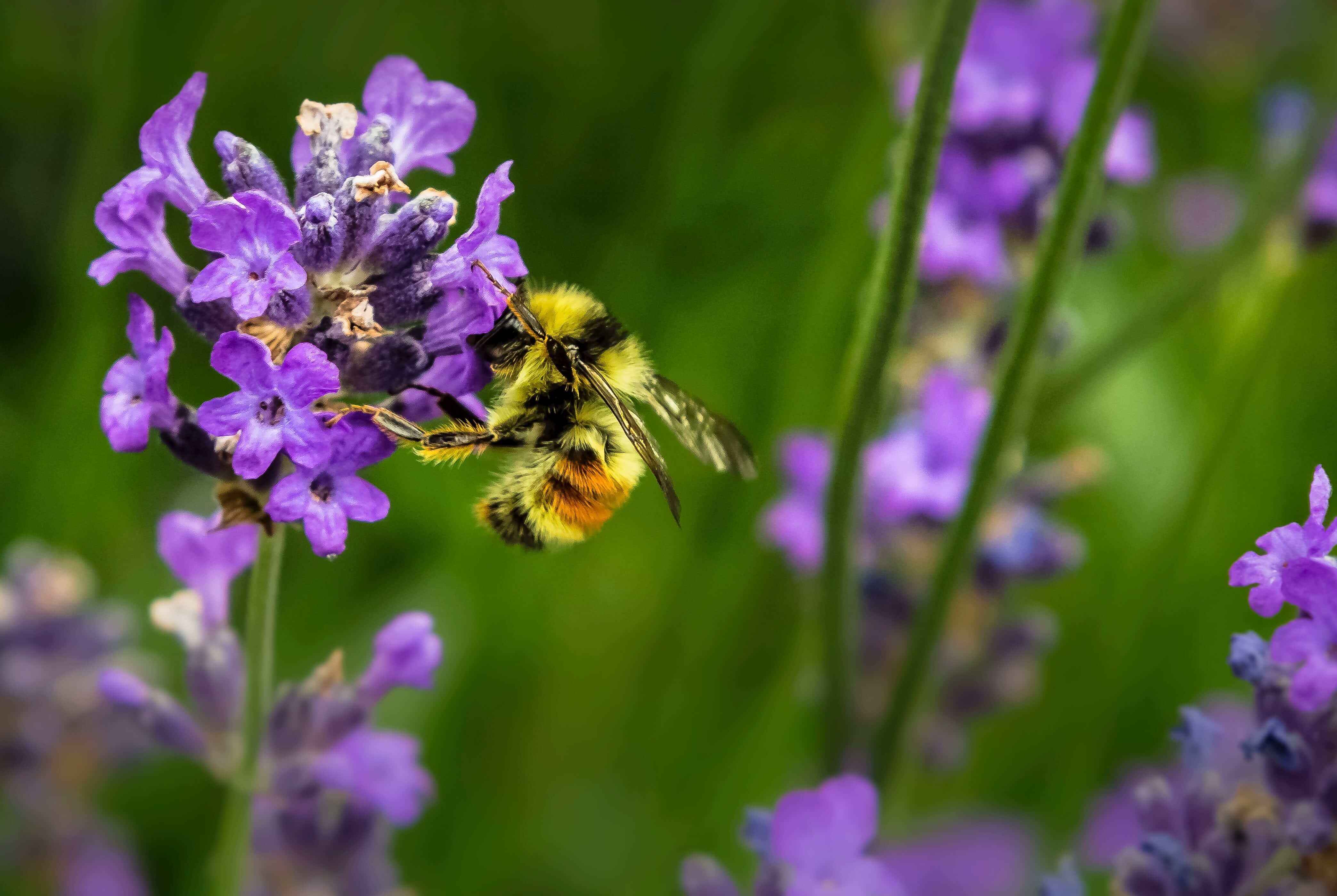 A honeybee clinging to a purple flower in a field.