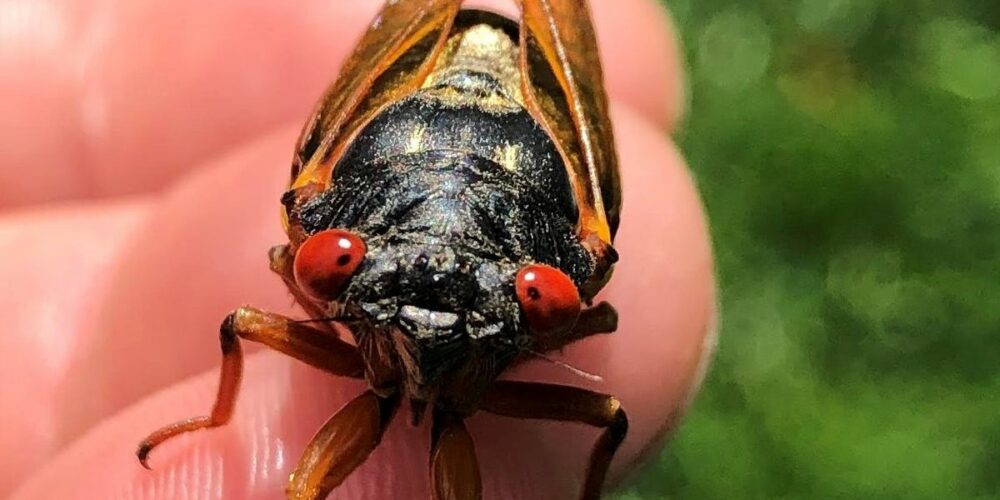 A close-up of a cicada on someone’s fingertips.